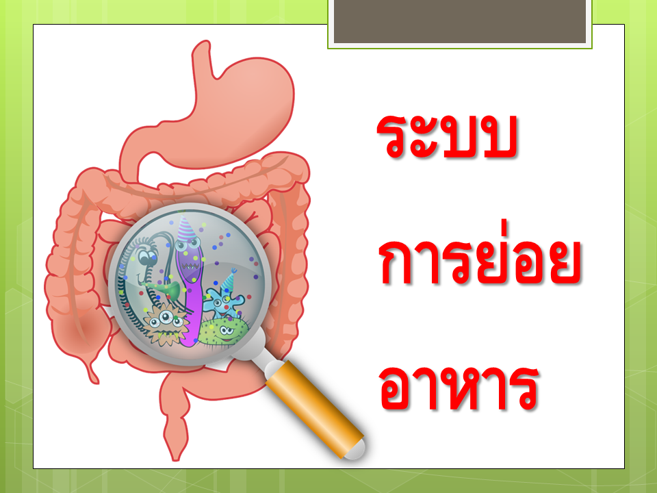 ระบบย่อยอาหาร