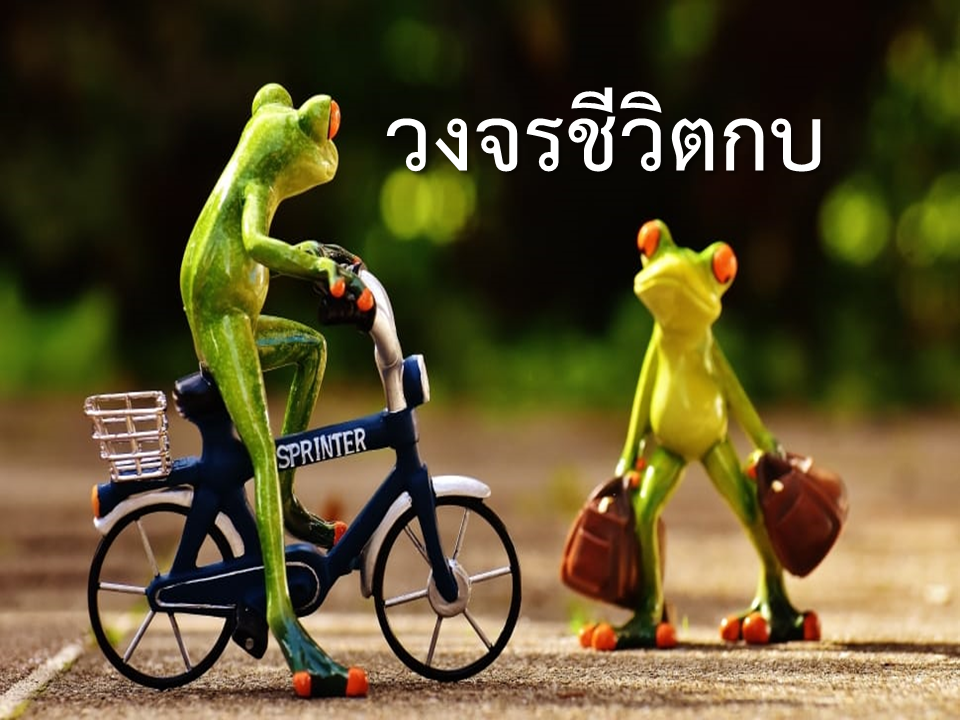 วงจรชีวิตกบ